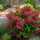 Weigela Big Love Roz (Alveola)