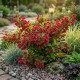 Weigela Cherry Love Rosu (Alveola) Weigela Cherry Love Rosu (Alveola)