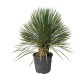 Yucca Rostrata 60-80 cm Yucca Rostrata 60-80 cm