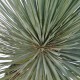Yucca Rostrata 60-80 cm Yucca Rostrata 60-80 cm