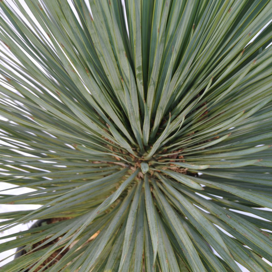 Yucca Rostrata 60-80 cm Yucca Rostrata 60-80 cm