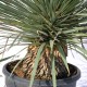 Yucca Rostrata 60-80 cm Yucca Rostrata 60-80 cm