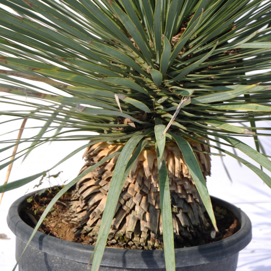 Yucca Rostrata 60-80 cm Yucca Rostrata 60-80 cm