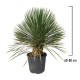 Yucca Rostrata 60-80 cm Yucca Rostrata 60-80 cm