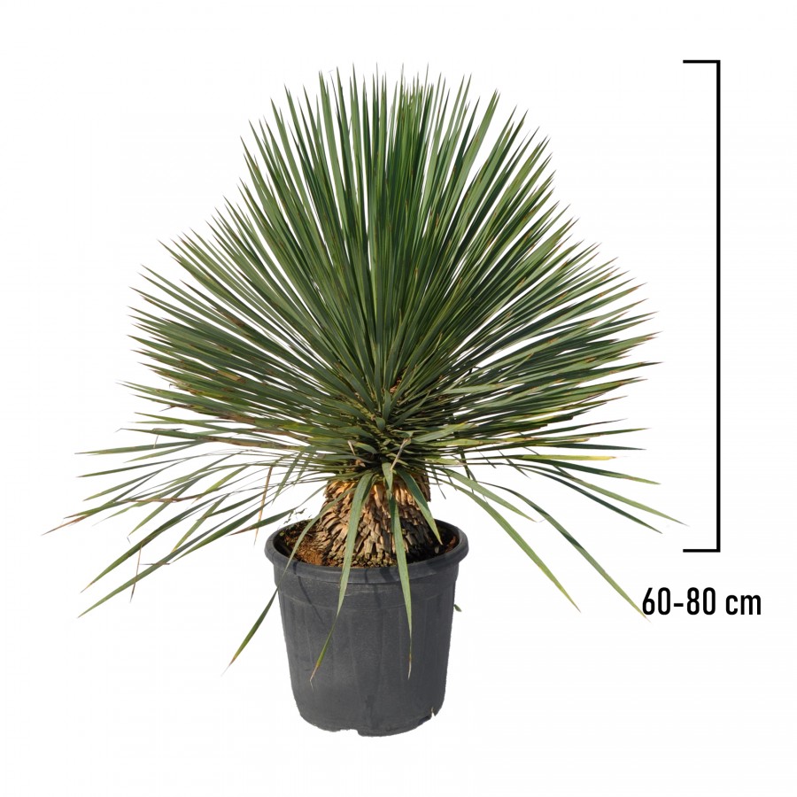 Yucca Rostrata 60-80 cm Yucca Rostrata 60-80 cm