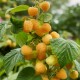 Zmeură Galbena Golden Queen (Rădăcină liberă) Zmeură Galbena Golden Queen (Rădăcină liberă)