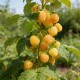Zmeură Galbena Golden Queen (Rădăcină liberă) Zmeură Galbena Golden Queen (Rădăcină liberă)
