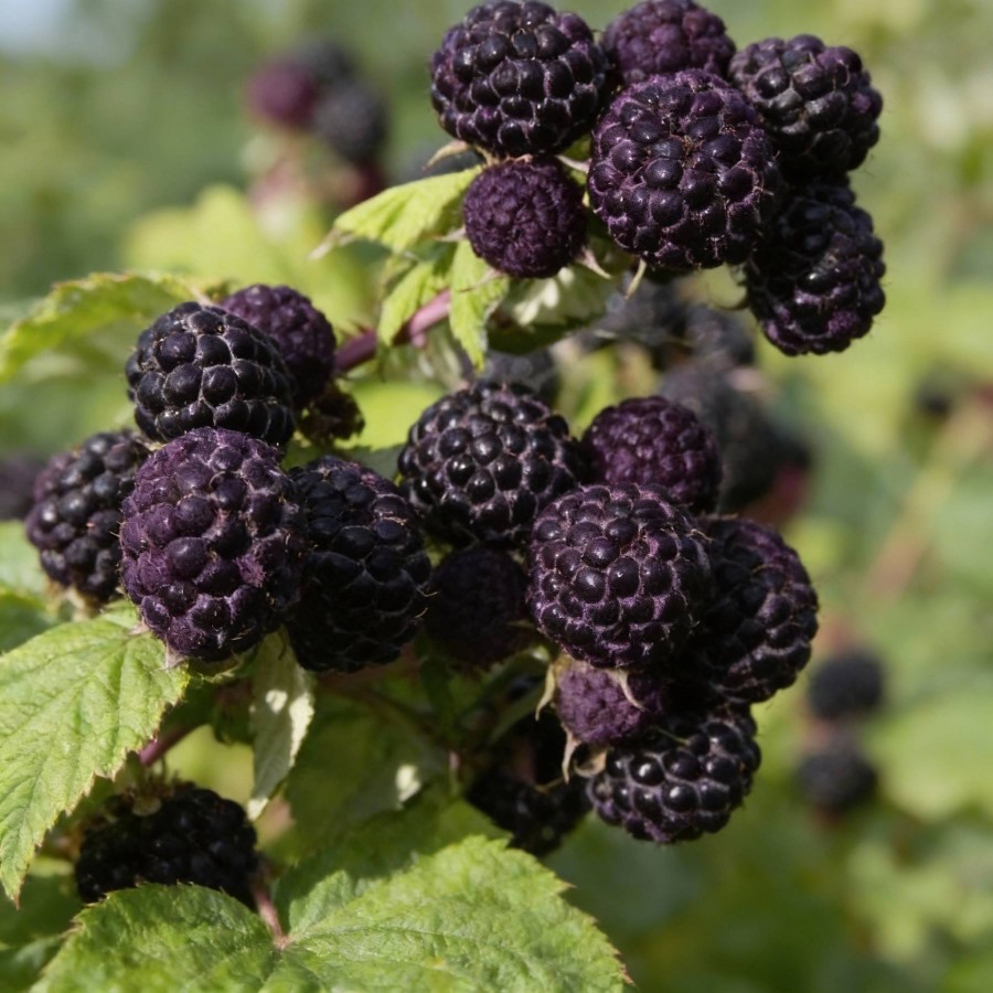 Zmeură Neagră Black Jewel (Radacină libera) Zmeură Neagră Black Jewel (Radacină libera)