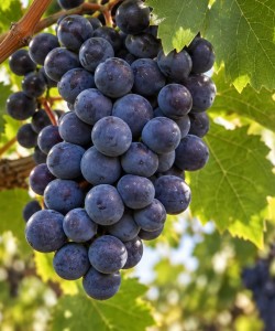 Viță de Vie Cabernet Sauvignon Viță de Vie Cabernet Sauvignon