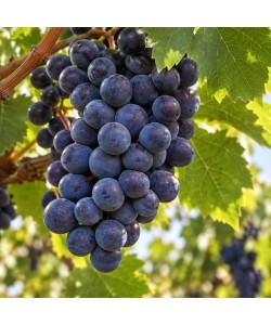 Viță de Vie Cabernet Sauvignon Viță de Vie Cabernet Sauvignon