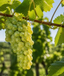 Viță de Vie Sauvignon Blanc Viță de Vie Sauvignon Blanc