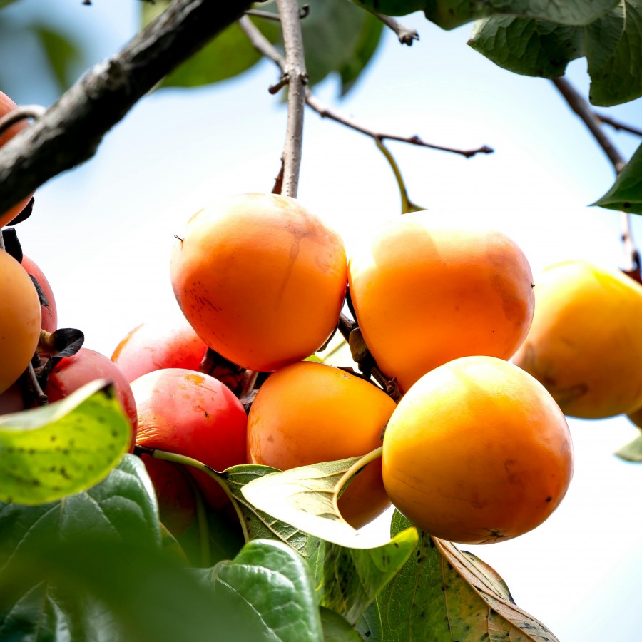 Kaki Impollinatore (Ghiveci) Kaki Impollinatore (Ghiveci)