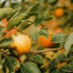 Kaki Impollinatore Pianelle (Ghiveci)