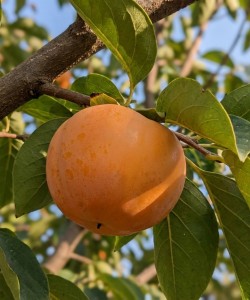 Kaki Mela (Radacina Libera) Kaki Mela (Radacina Libera)