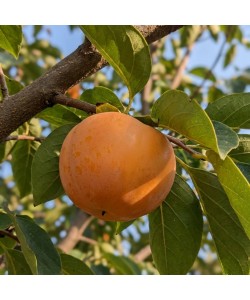 Kaki Mela (Radacina Libera) Kaki Mela (Radacina Libera)