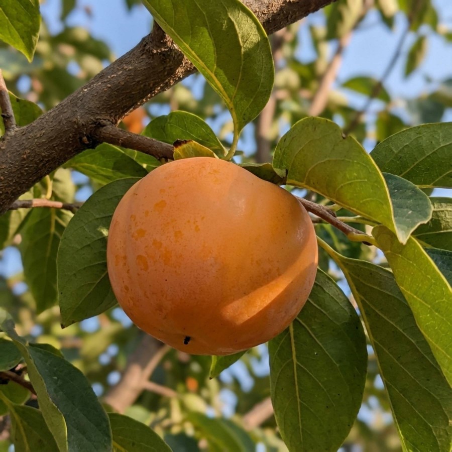 Kaki Mela (Radacina Libera) Kaki Mela (Radacina Libera)